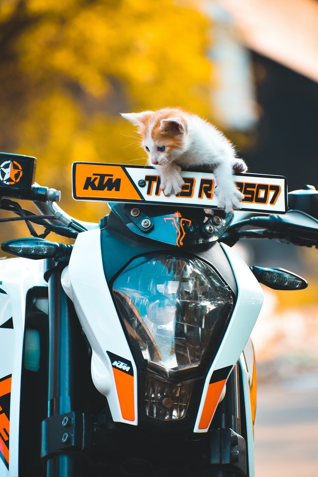 orange tabby kitten on blue and white motorcycle