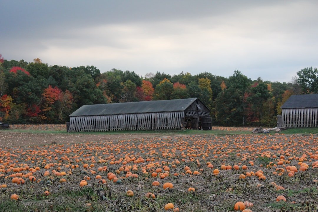 a field full of pumpkins with a barn in the background