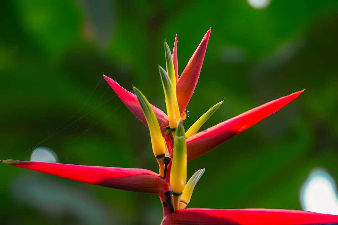 a red and yellow flower with green leaves in the background