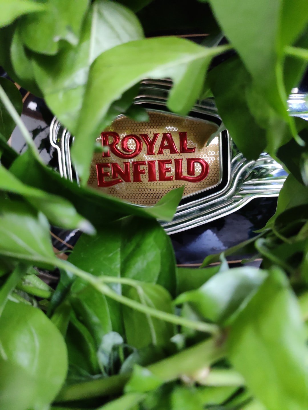 a royal enfield logo is seen through the leaves of a plant