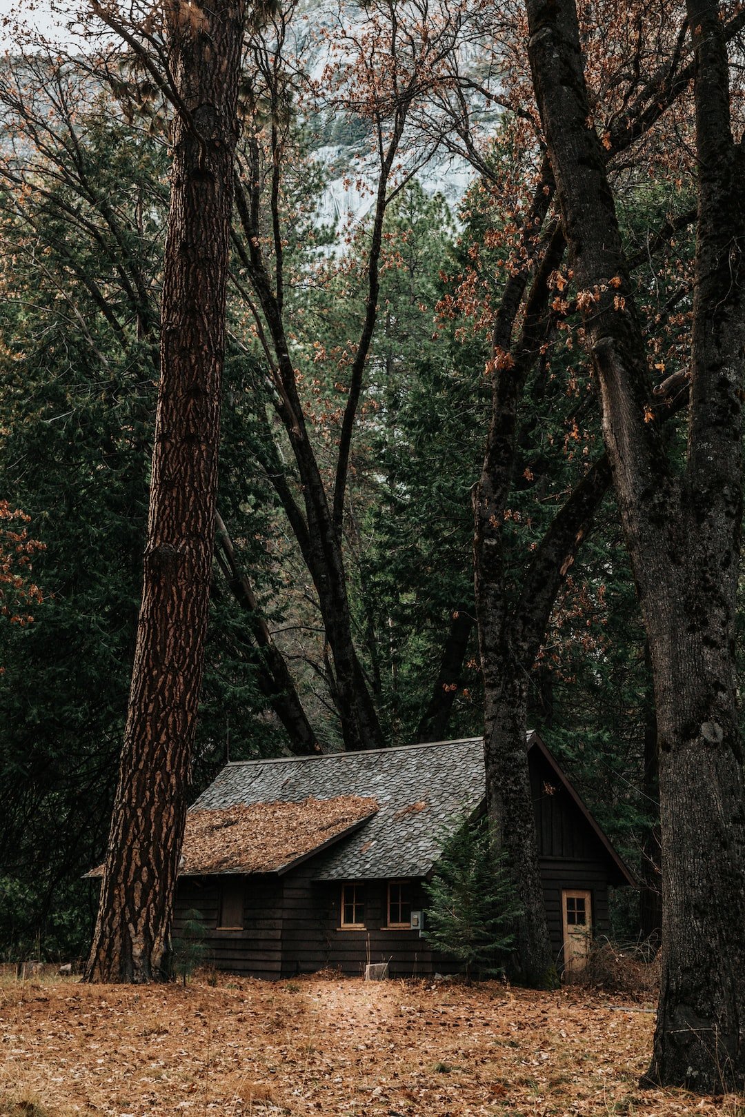 gray wooden house surrounded by trees